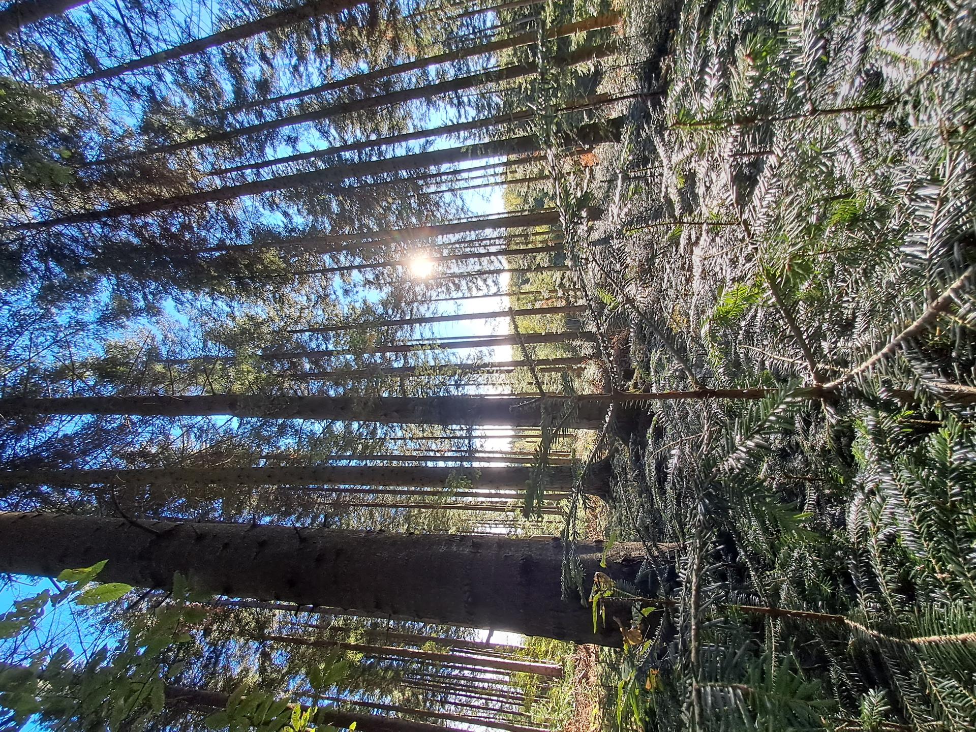 Forêt Massif Central