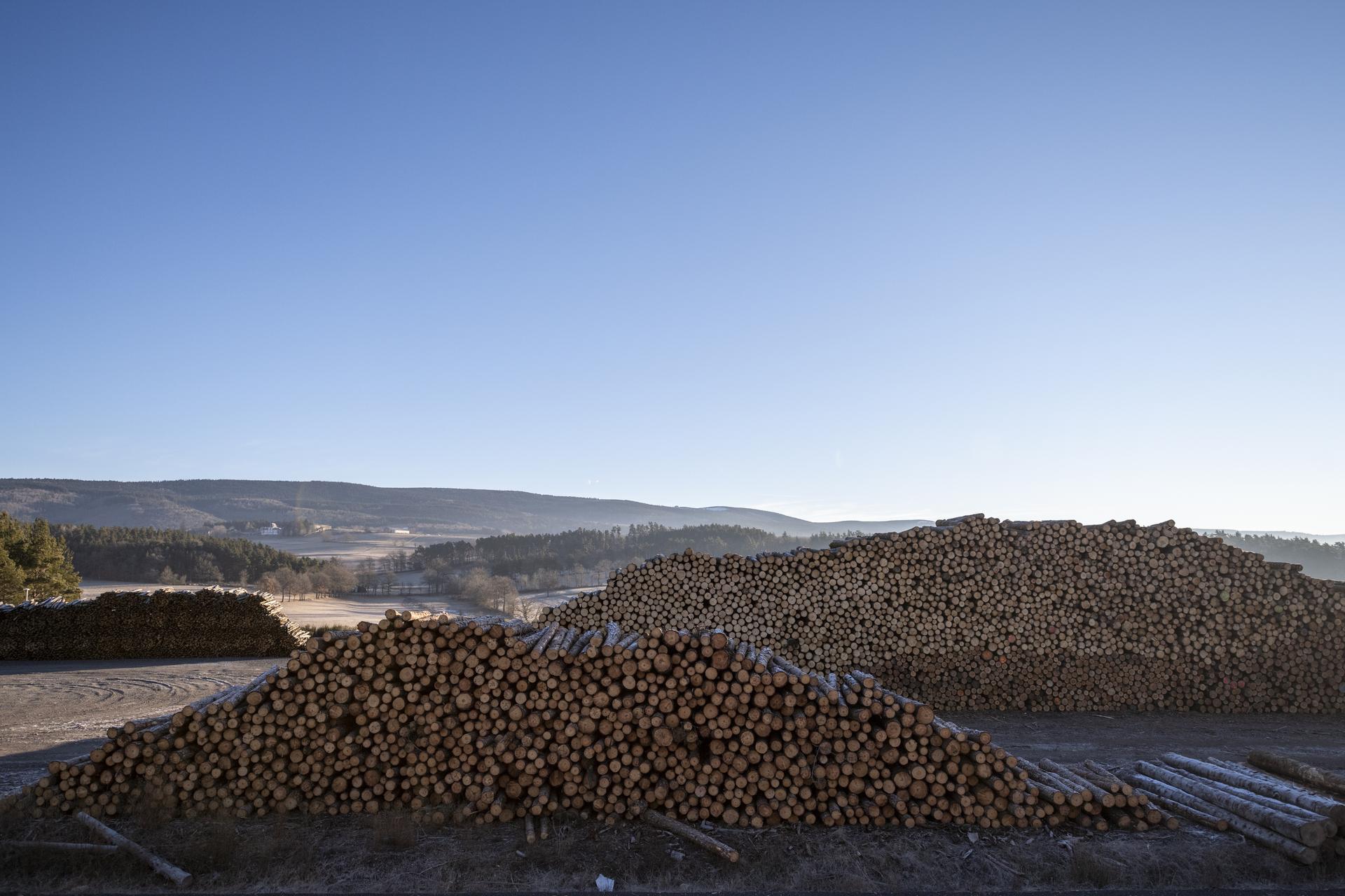 Piles de rondins scierie Vabres
