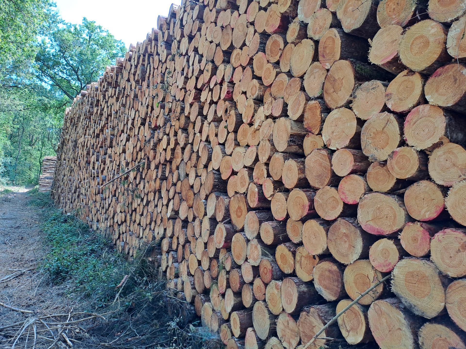 Rondins scierie Foresterra