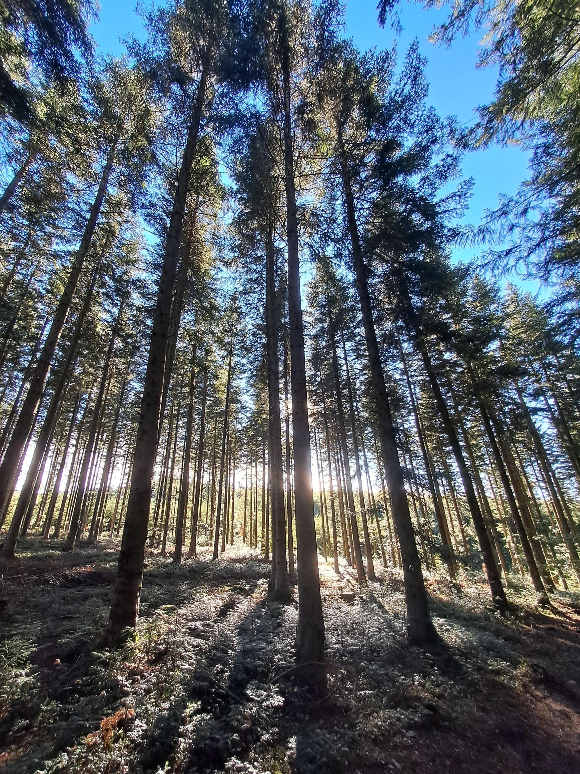 Douglas jeunes plants Massif Central